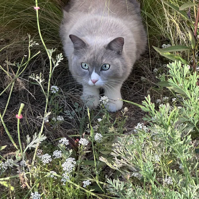 Trusted Cat Whisperer  Loving Sitter
