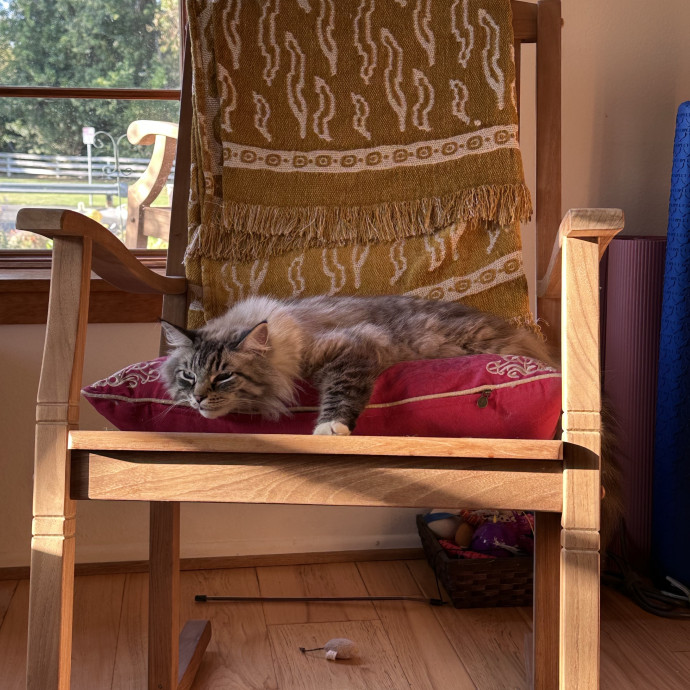Trusted Cat Whisperer Loving Sitter