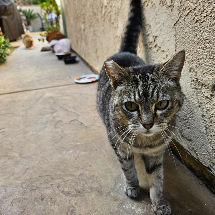 Trusted Cat Whisperer Loving Sitter