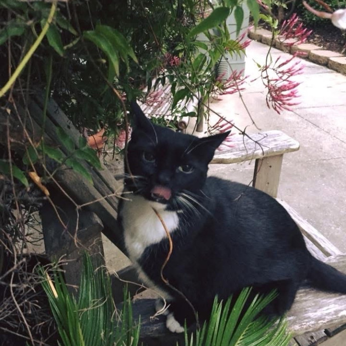 Trusted Cat Whisperer Loving Sitter photo 3