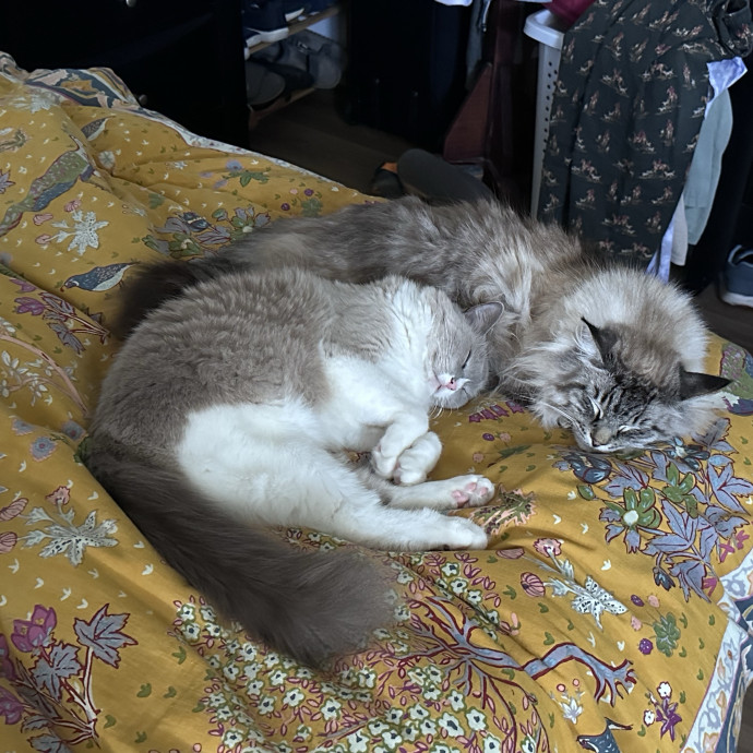 Trusted Cat Whisperer Loving Sitter photo 2