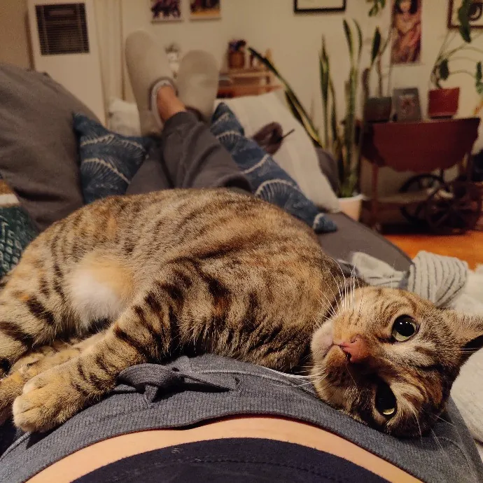 Stress Free Sitting For Feline Friends