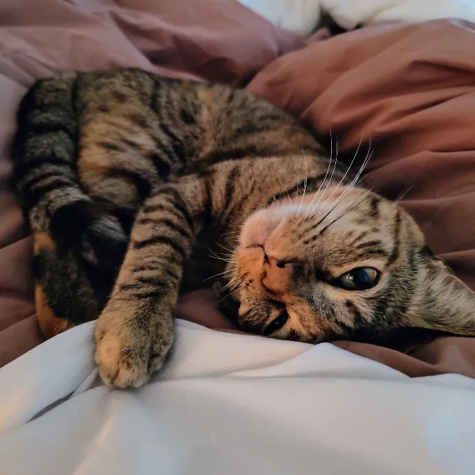 Stress Free Sitting For Feline Friends