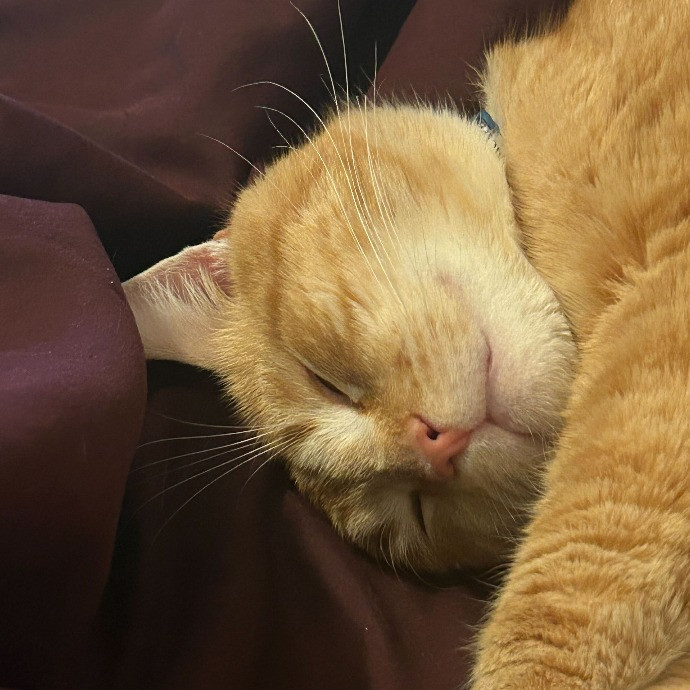 Stress Free Sitting For Feline Friends