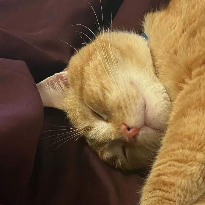 Stress Free Sitting For Feline Friends