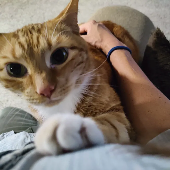 Stress Free Sitting For Feline Friends