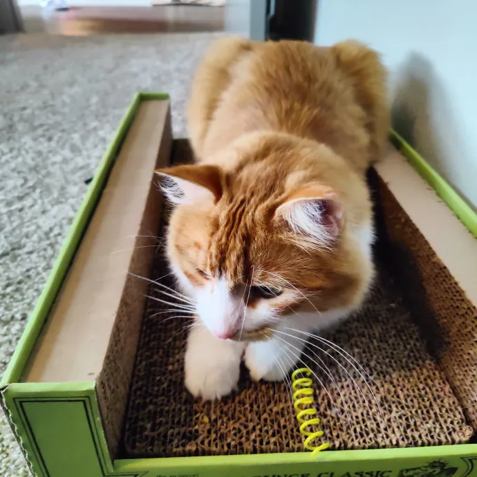 Stress Free Sitting For Feline Friends