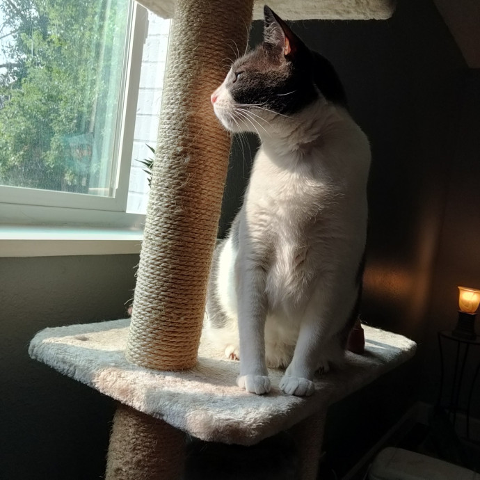 Stress Free Sitting For Feline Friends