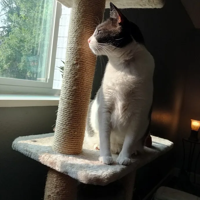 Stress Free Sitting For Feline Friends