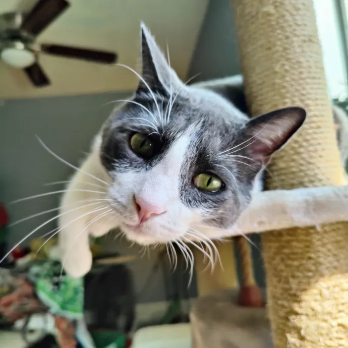 Stress Free Sitting For Feline Friends