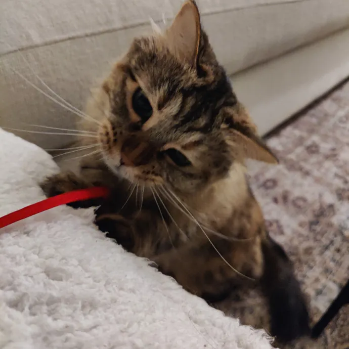 Stress Free Sitting For Feline Friends