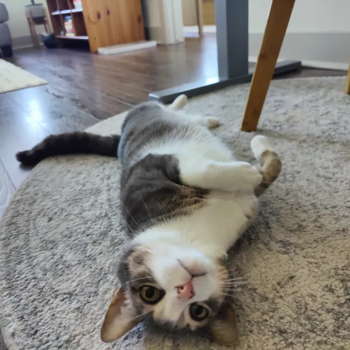 Stress Free Sitting For Feline Friends