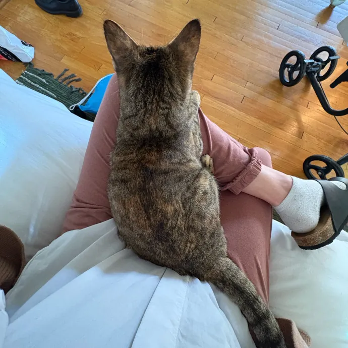 Stress Free Sitting For Feline Friends