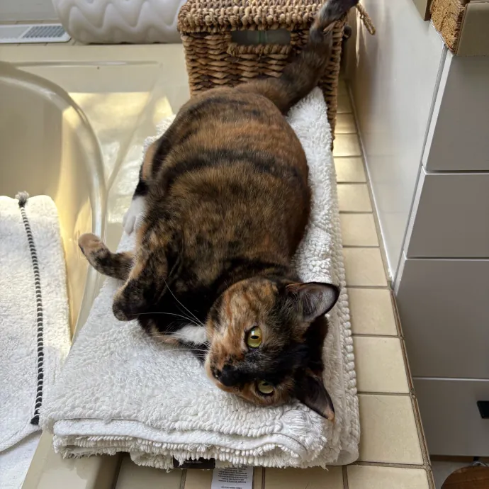 Stress Free Sitting For Feline Friends