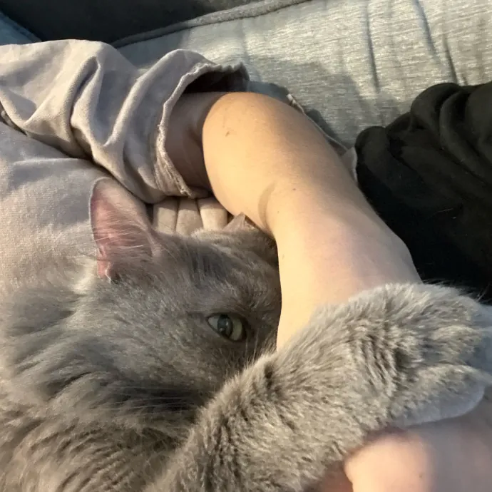 Stress Free Sitting For Feline Friends