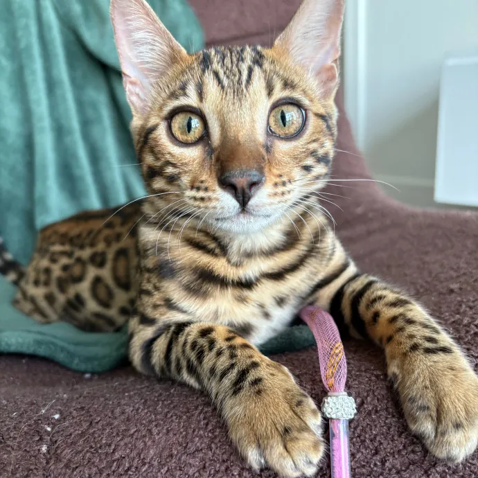 Stress Free Sitting For Feline Friends