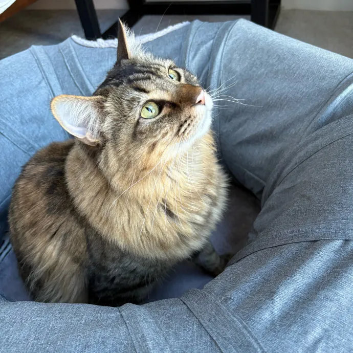 Stress Free Sitting For Feline Friends