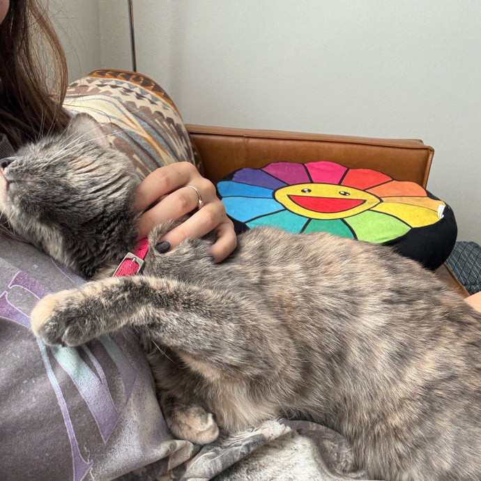 Stress Free Sitting For Feline Friends