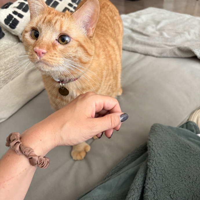 Stress Free Sitting For Feline Friends