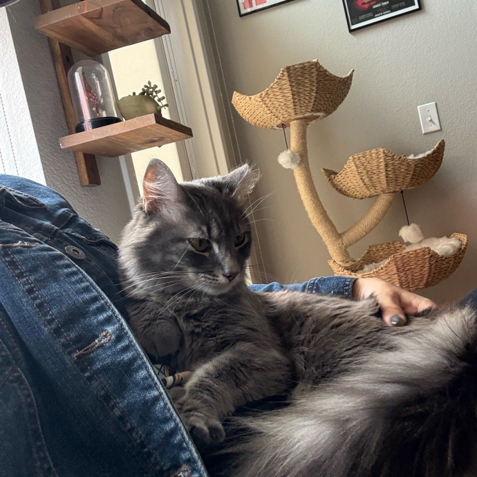 Stress Free Sitting For Feline Friends