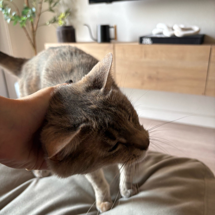 Stress Free Sitting For Feline Friends