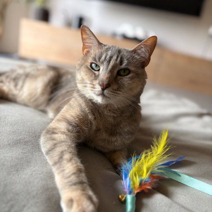 Stress Free Sitting For Feline Friends
