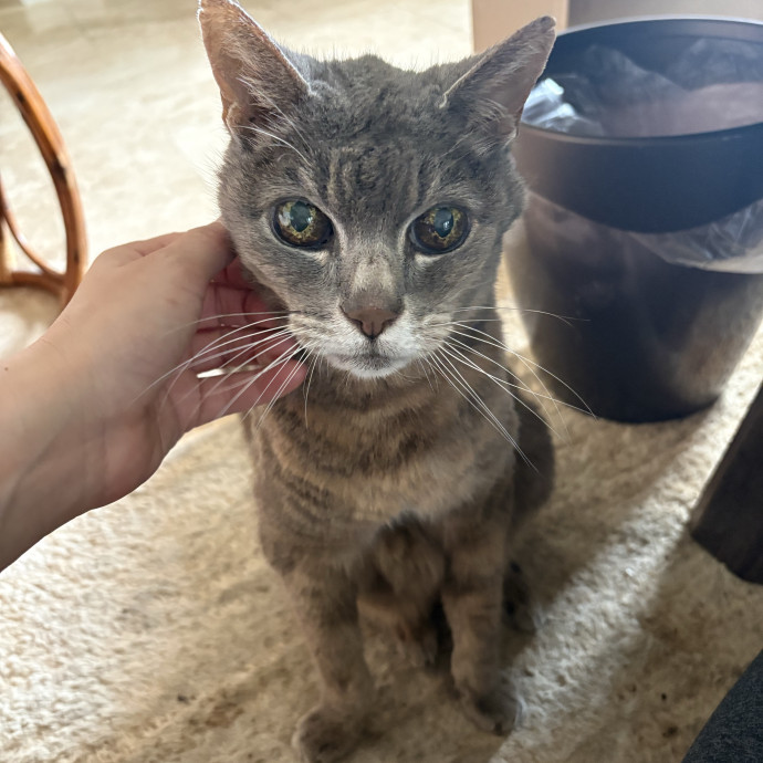 Stress Free Sitting For Feline Friends photo 3