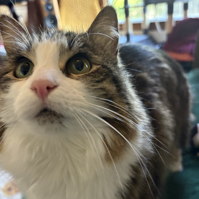 Stress Free Sitting For Feline Friends photo 2