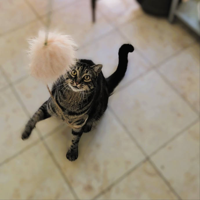 Crystal Whiskers Pampering Purrfectly