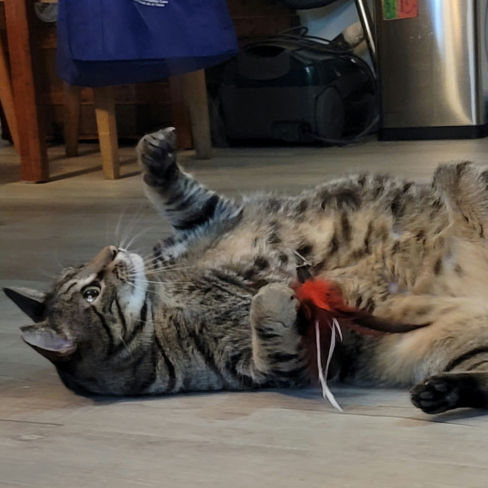 Crystal Whiskers Pampering Purrfectly