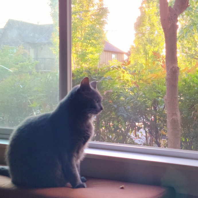 Crystal Whiskers Pampering Purrfectly