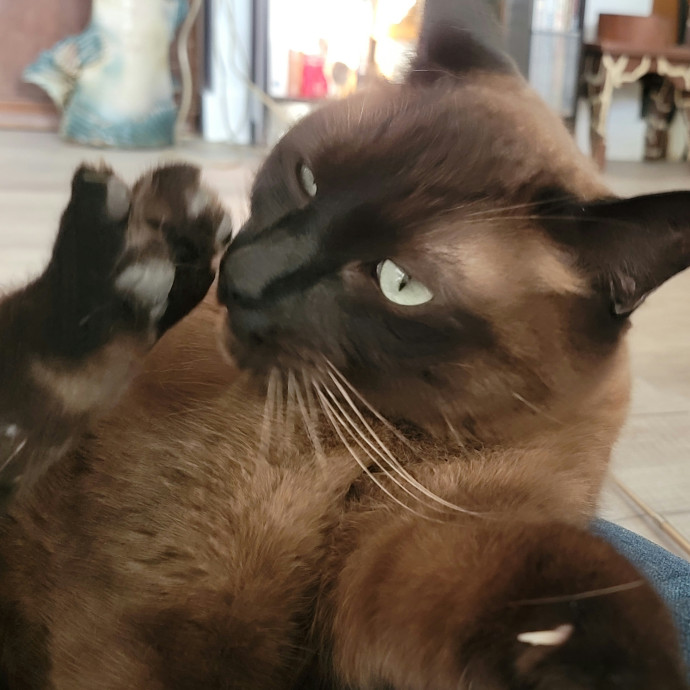 Crystal Whiskers Pampering Purrfectly