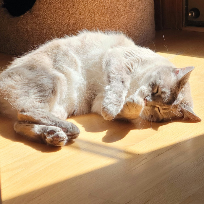 Crystal Whiskers Pampering Purrfectly
