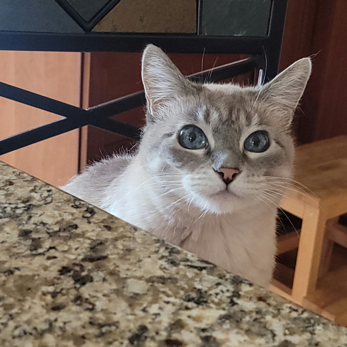 Crystal Whiskers Pampering Purrfectly