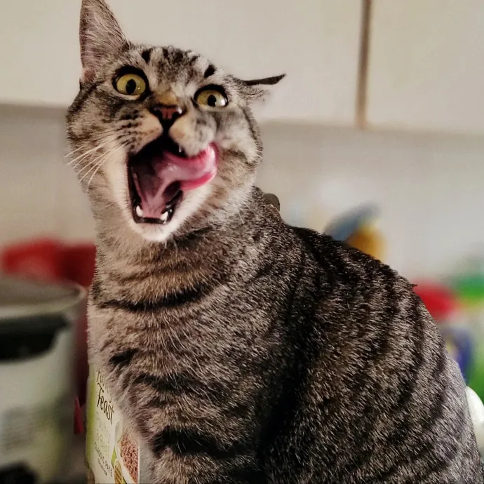 Crystal Whiskers Pampering Purrfectly