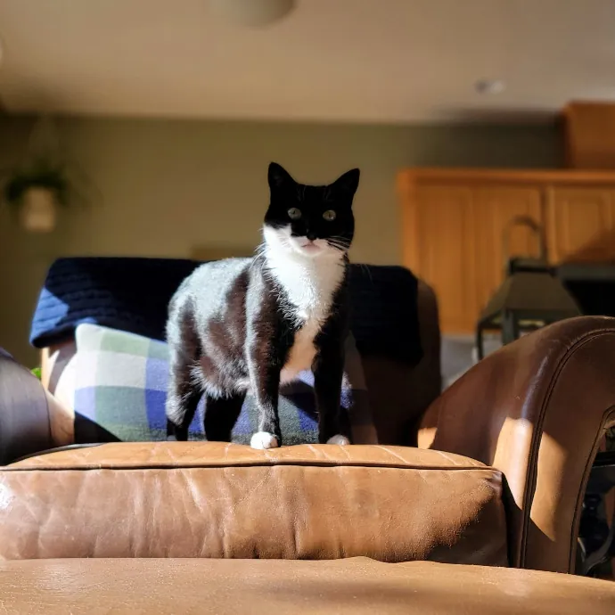 Crystal Whiskers Pampering Purrfectly