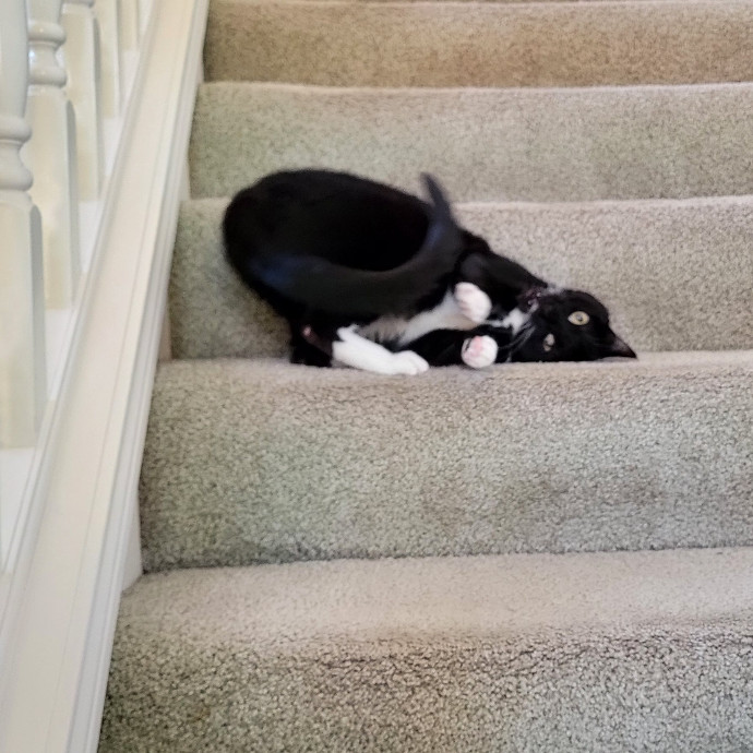 Crystal Whiskers Pampering Purrfectly