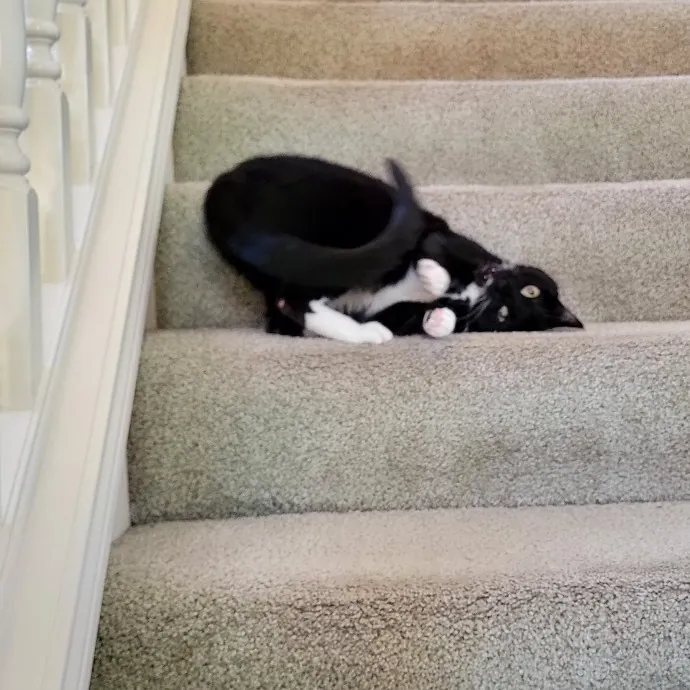 Crystal Whiskers Pampering Purrfectly