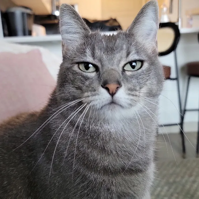 Crystal Whiskers Pampering Purrfectly