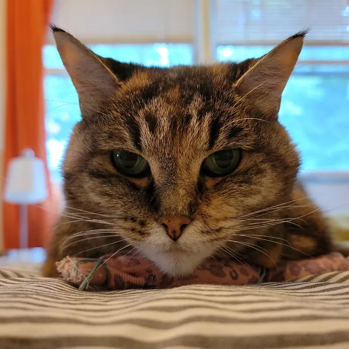 Crystal Whiskers Pampering Purrfectly