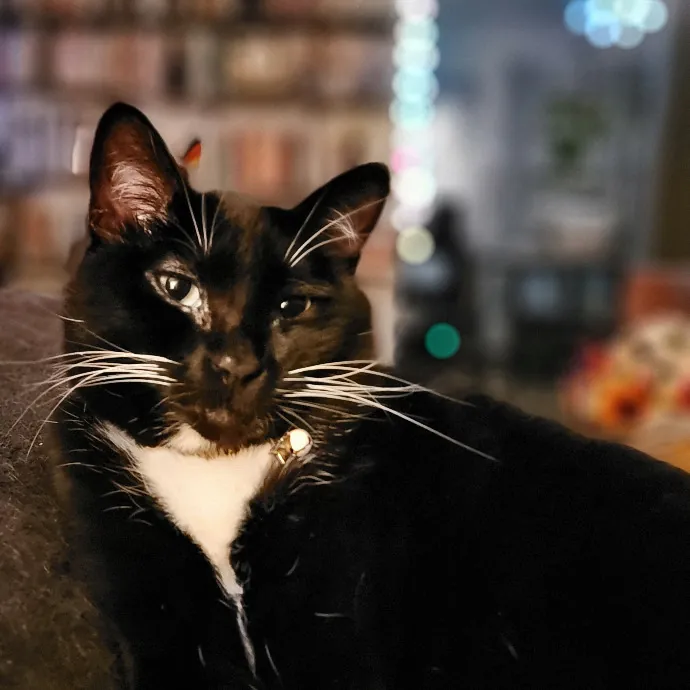 Crystal Whiskers Pampering Purrfectly