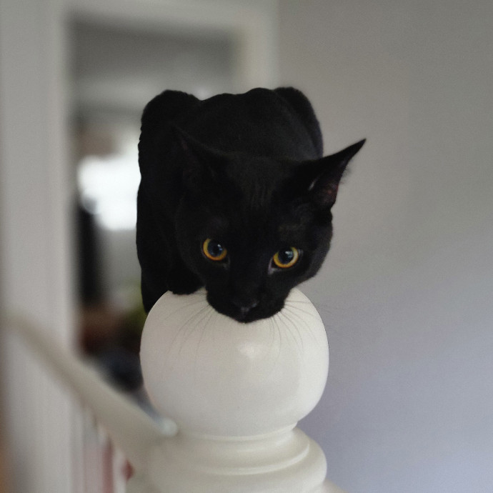 Crystal Whiskers Pampering Purrfectly
