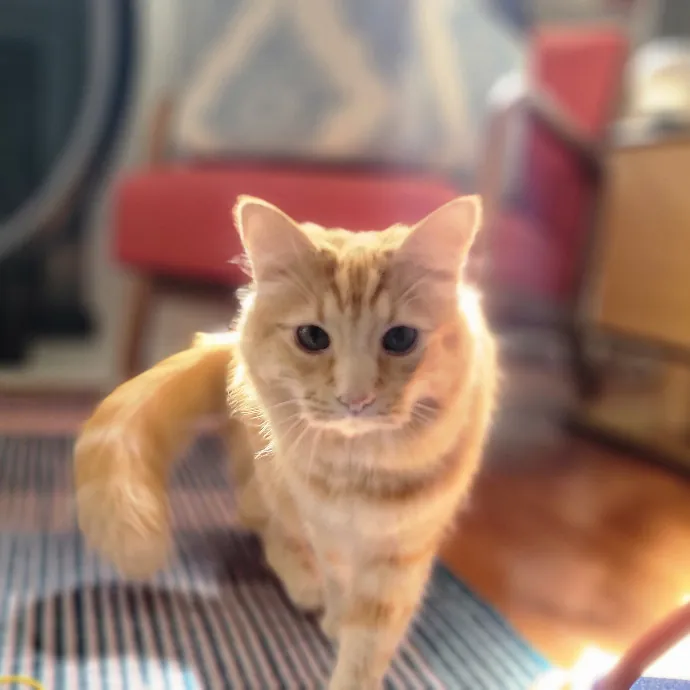 Crystal Whiskers Pampering Purrfectly
