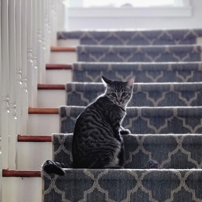 Crystal Whiskers Pampering Purrfectly