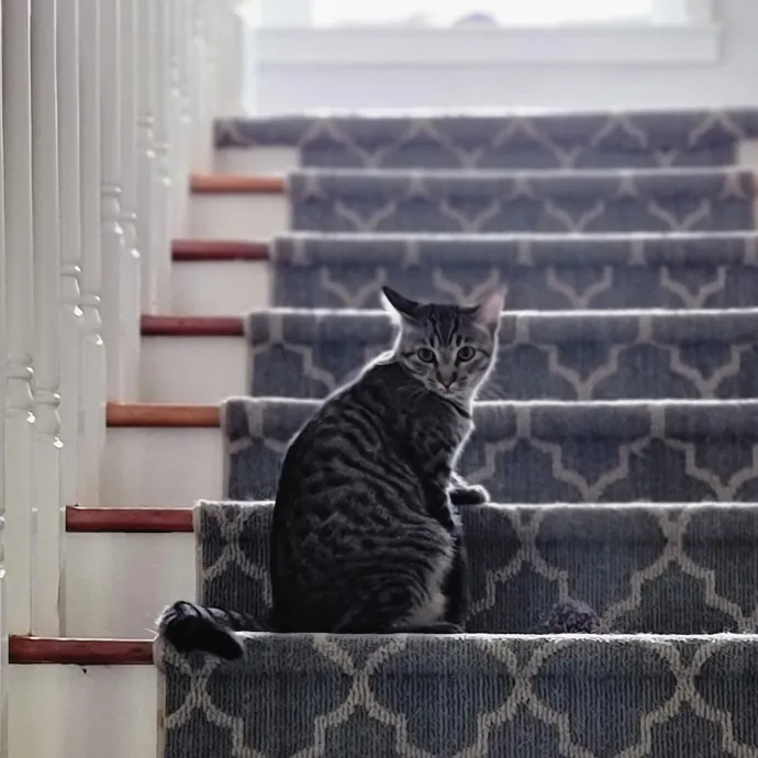 Crystal Whiskers Pampering Purrfectly
