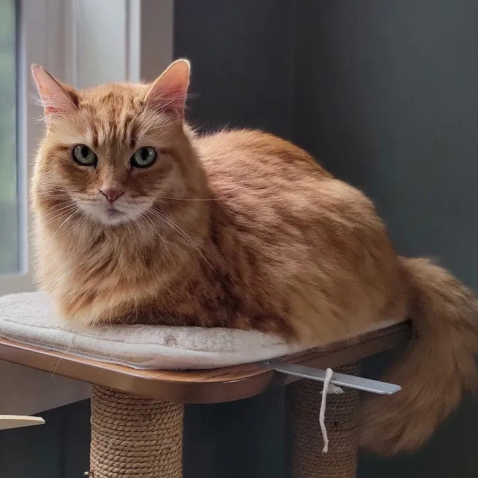 Crystal Whiskers Pampering Purrfectly