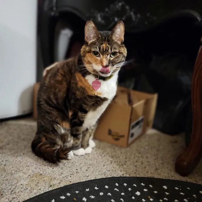 Crystal Whiskers Pampering Purrfectly