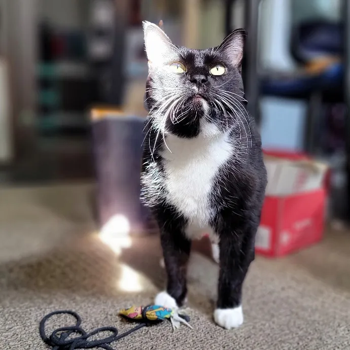 Crystal Whiskers Pampering Purrfectly
