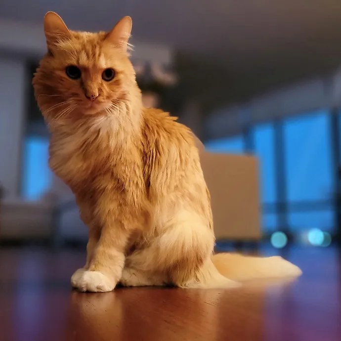 Crystal Whiskers Pampering Purrfectly