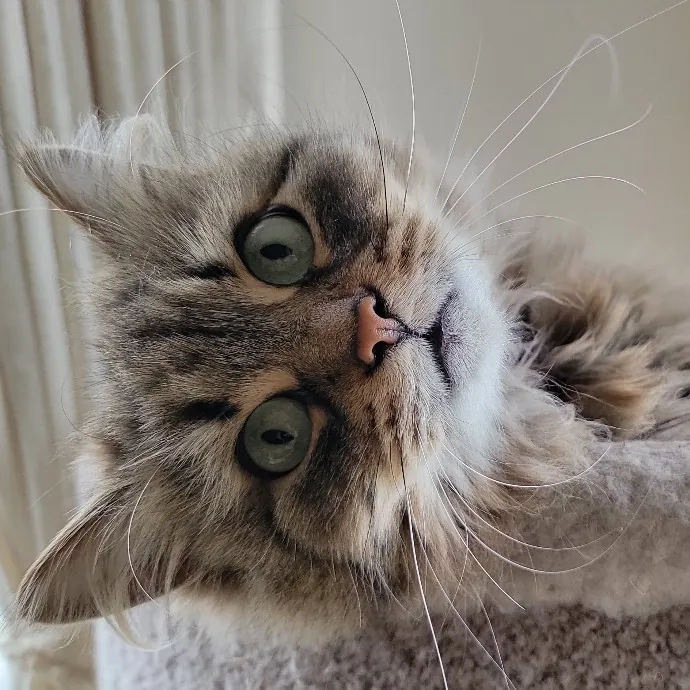 Crystal Whiskers Pampering Purrfectly